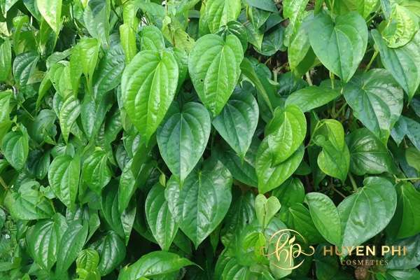 có bầu có triệt lông nách được không