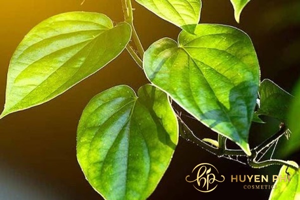Lá trầu không là phương pháp khử mùi vùng chân truyền thống