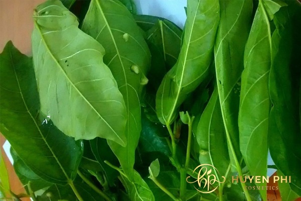 Nước lá sung khử mùi hôi chân hiệu quả