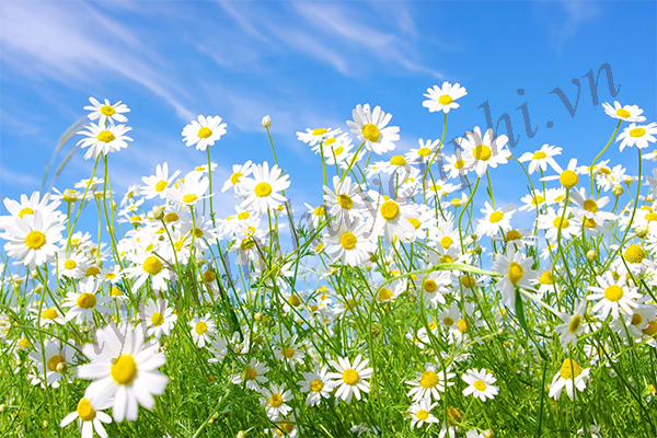 Làm đẹp toàn diện từ đầu tới chân với các loài hoa thân thuộc ﻿