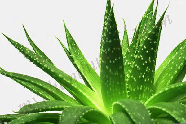 Tuyệt chiêu làm đẹp từ nha đam vạn người mê