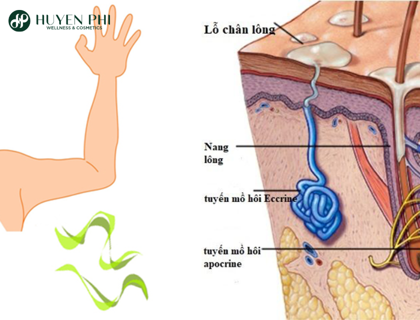 Cach Giam Mo Hoi Nach 3