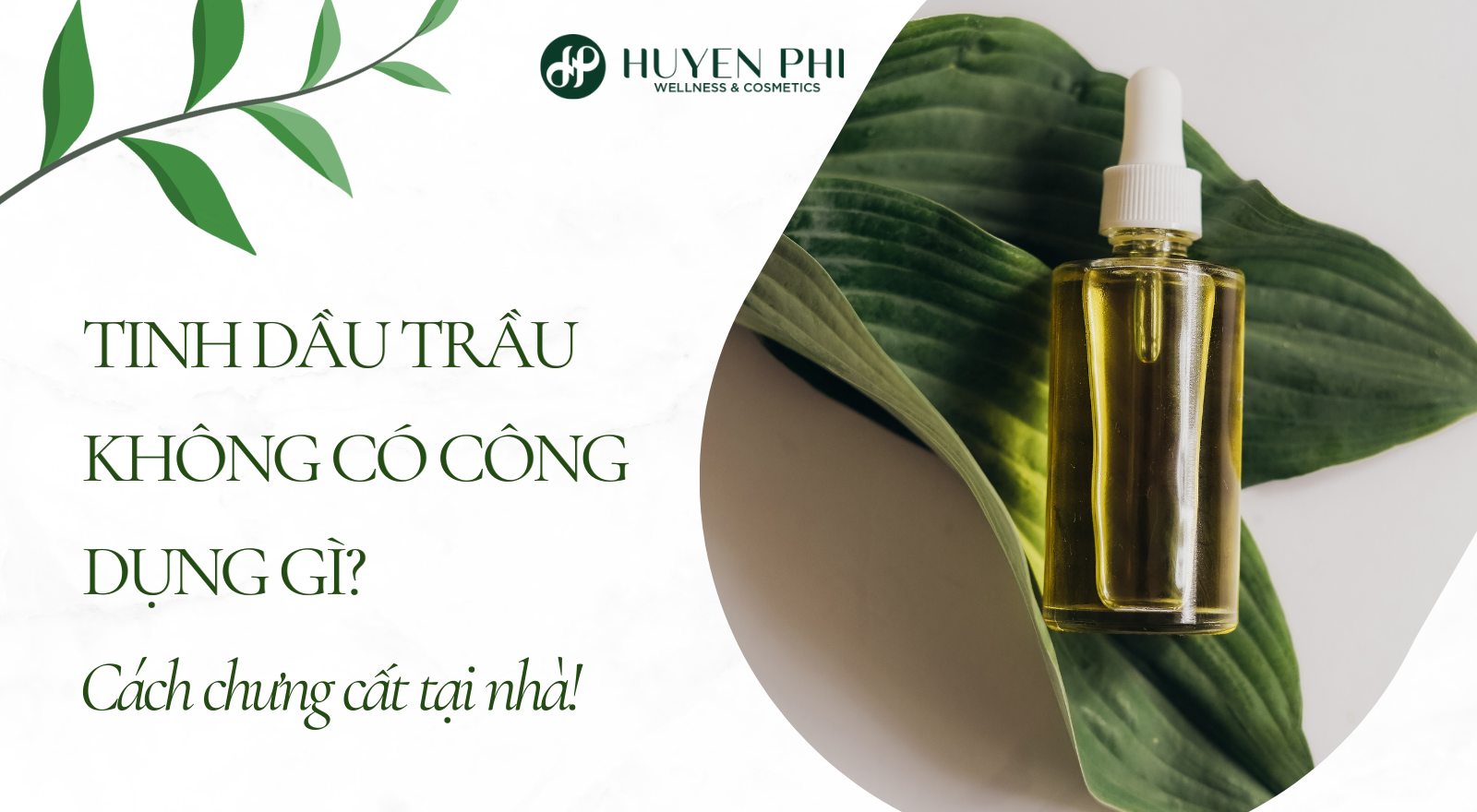 Tinh dầu trầu không có công dụng gì? Cách chưng cất tại nhà