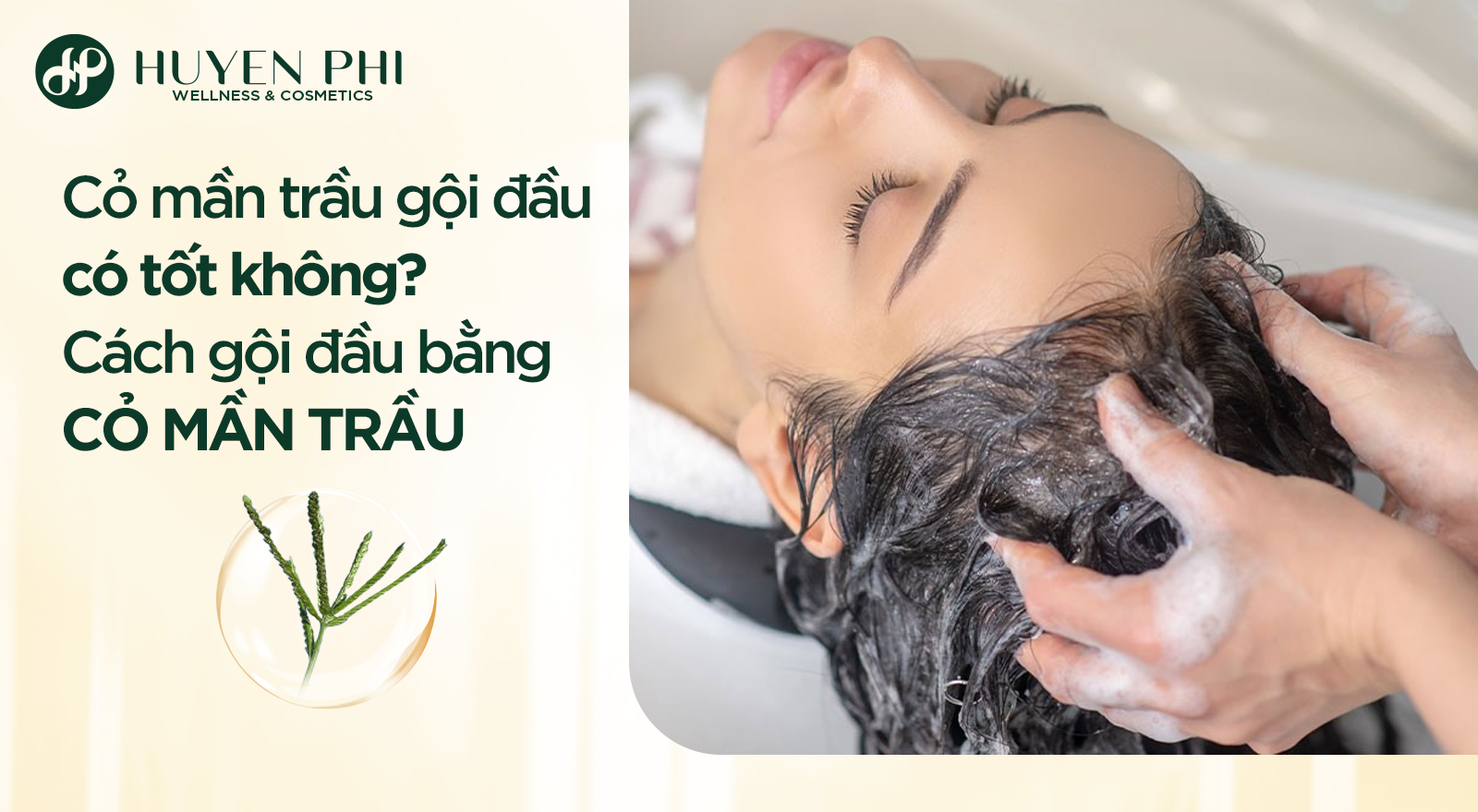 Cỏ mần trầu gội đầu có tốt không? Cách gội đầu bằng cỏ mần trầu