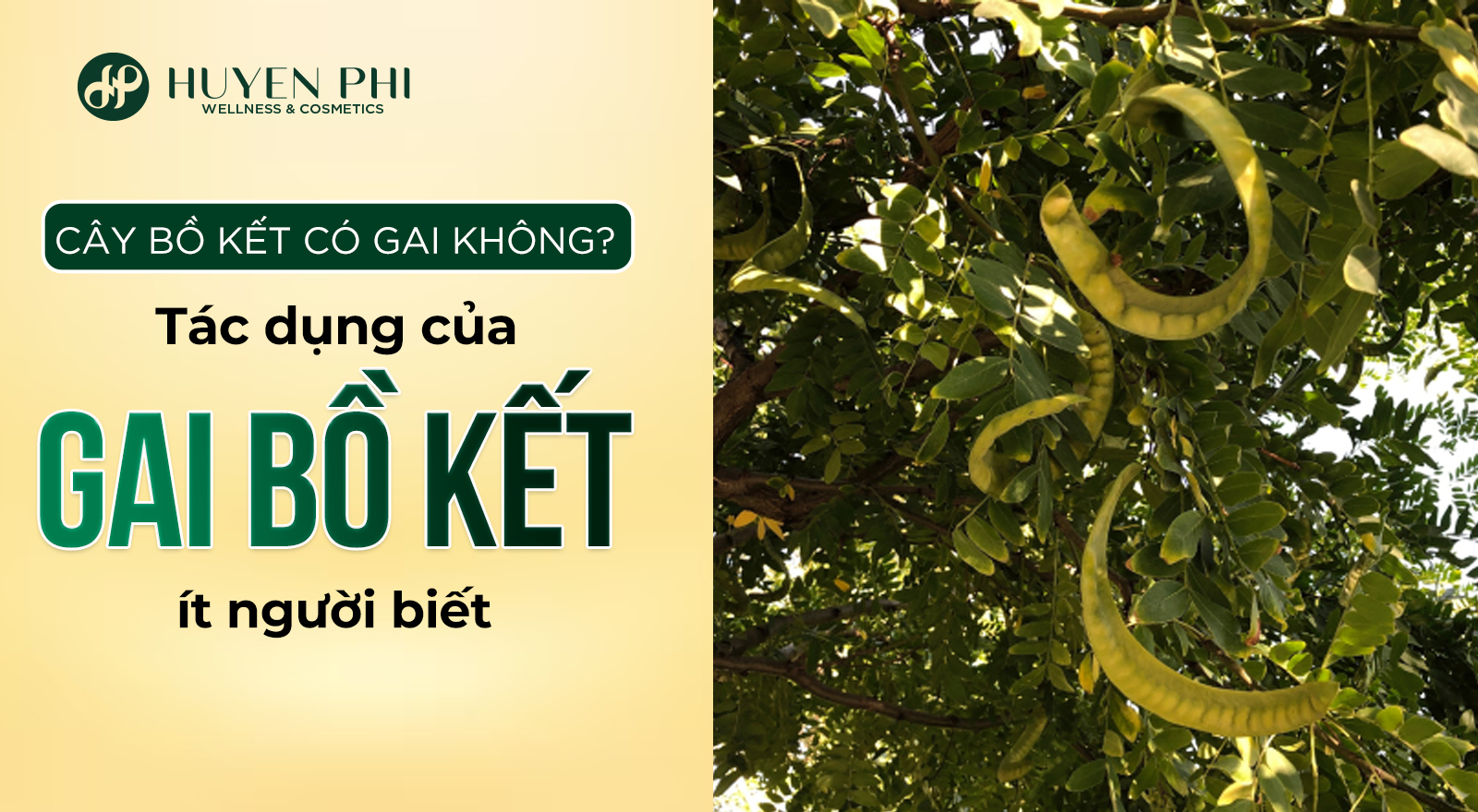 Cây bồ kết có gai không? Tác dụng của gai bồ kết ít người biết