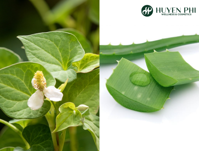 Rau Diep Ca Tri Mun 4