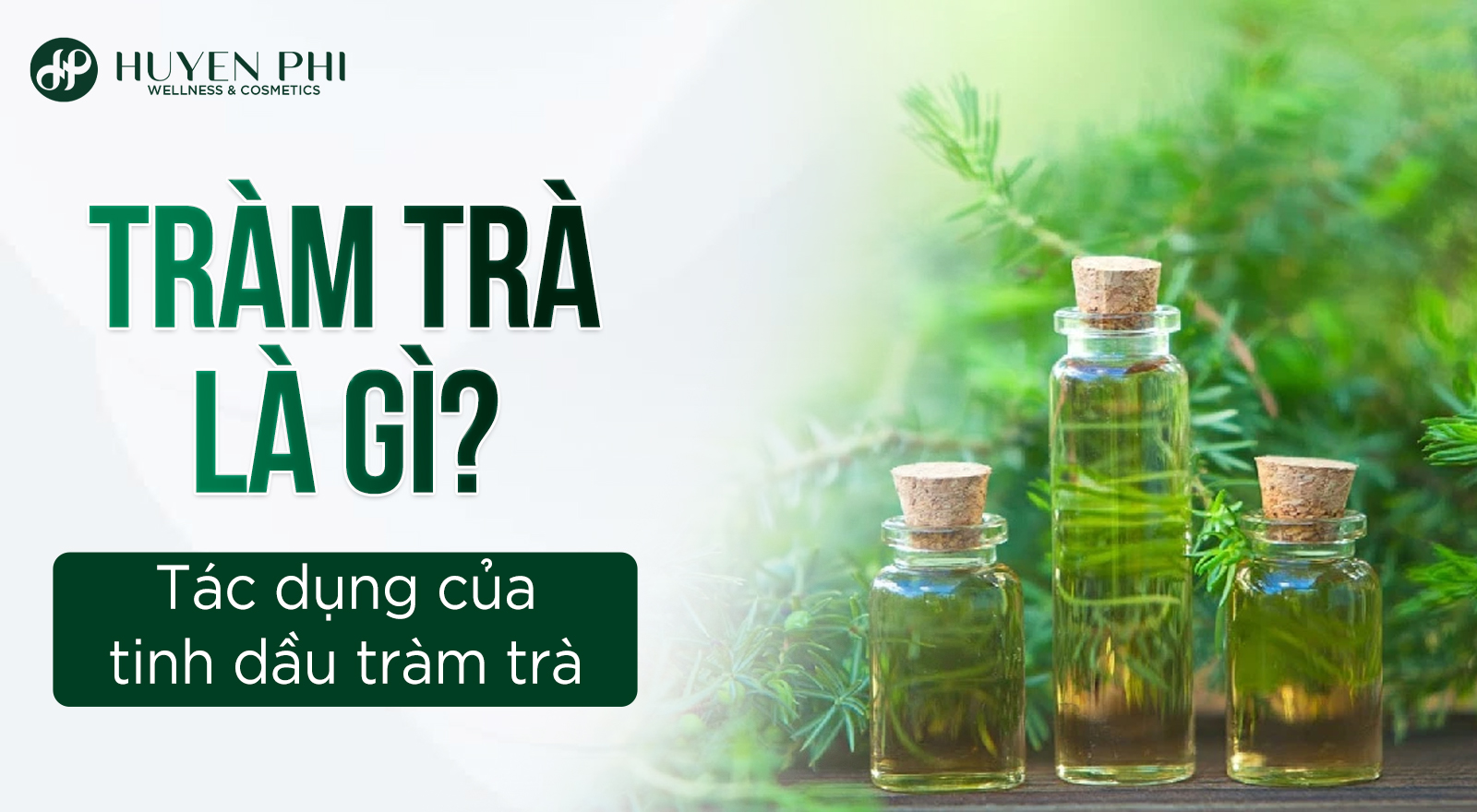 Tràm trà là gì? Tác dụng của tinh dầu tràm trà