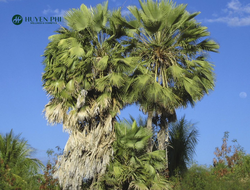 sáp carnauba là gì