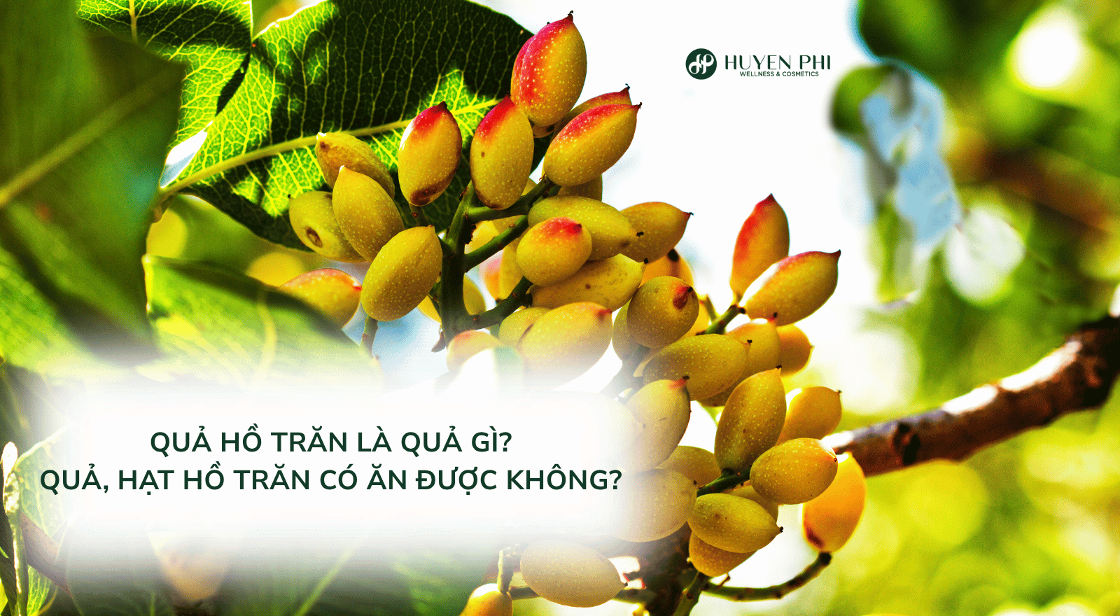 Quả hồ trăn là quả gì? Quả, hạt hồ trăn có ăn được không?