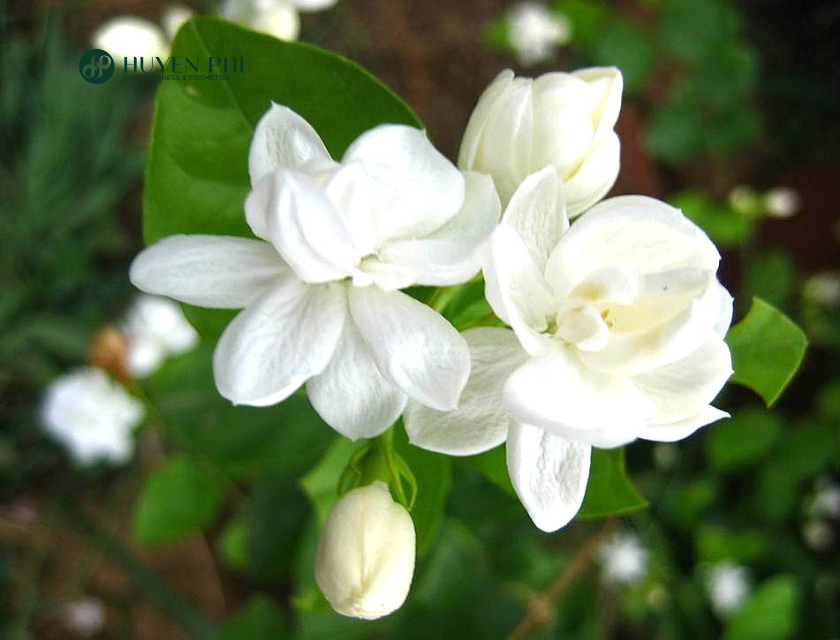 hoa nhài