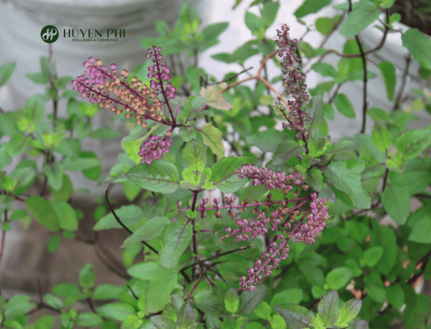 tinh dầu hương nhu