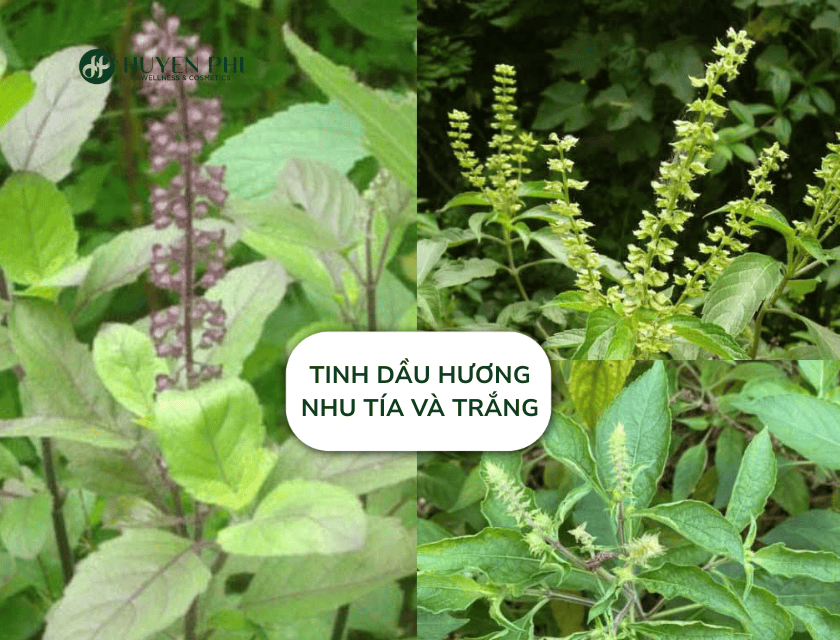 tinh dầu hương nhu trắng và tía