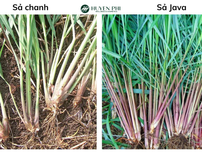 cây sả chanh